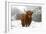 Scottish Highland Cow in the Snowy Foreland of River Ijssel-null-Framed Photographic Print