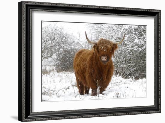 Scottish Highland Cow in the Snowy Foreland of River Ijssel-null-Framed Photographic Print