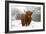 Scottish Highland Cow in the Snowy Foreland of River Ijssel-null-Framed Photographic Print