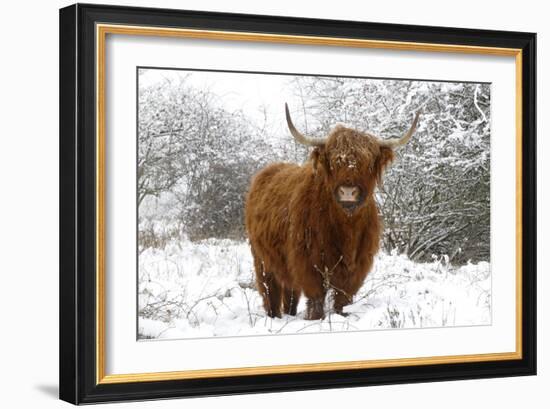 Scottish Highland Cow in the Snowy Foreland of River Ijssel-null-Framed Photographic Print