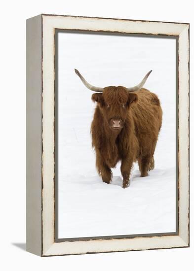 Scottish Highland Cow Standing on Snow Covered Field-null-Framed Premier Image Canvas