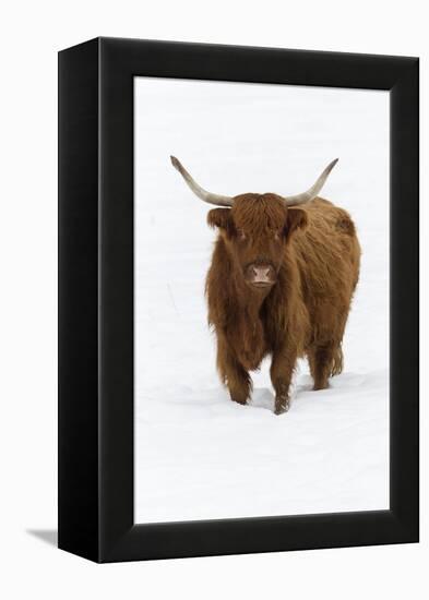 Scottish Highland Cow Standing on Snow Covered Field-null-Framed Premier Image Canvas