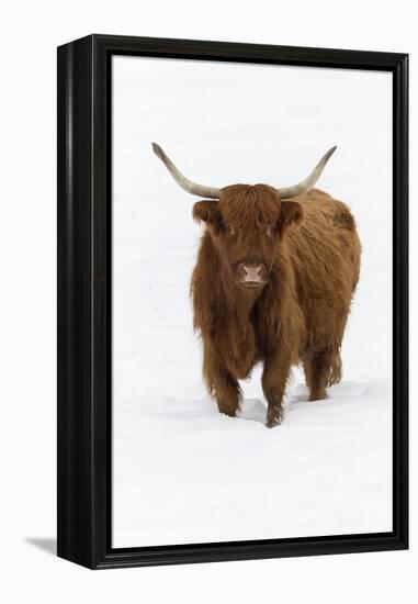 Scottish Highland Cow Standing on Snow Covered Field-null-Framed Premier Image Canvas