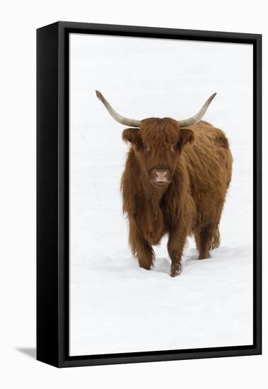 Scottish Highland Cow Standing on Snow Covered Field-null-Framed Premier Image Canvas