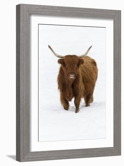Scottish Highland Cow Standing on Snow Covered Field-null-Framed Photographic Print