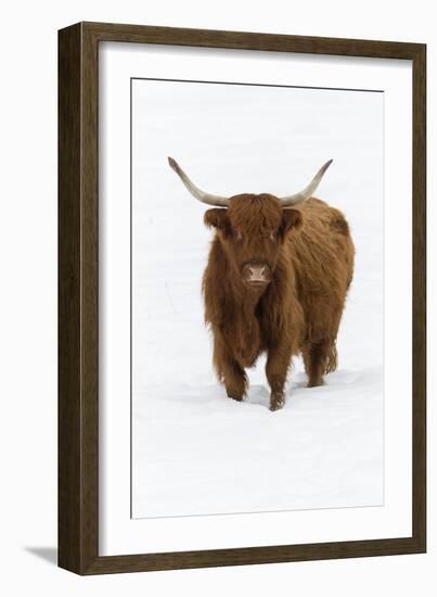 Scottish Highland Cow Standing on Snow Covered Field-null-Framed Photographic Print