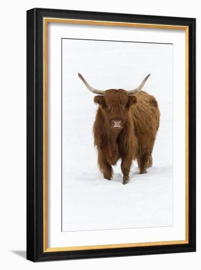 Scottish Highland Cow Standing on Snow Covered Field-null-Framed Photographic Print