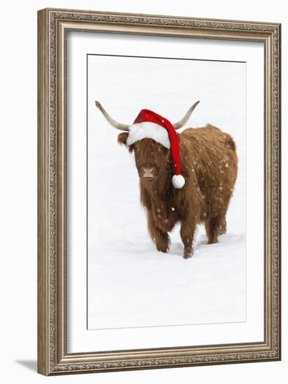 Scottish Highland Cow Standing on Snow-null-Framed Photographic Print