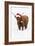 Scottish Highland Cow Standing on Snow-null-Framed Photographic Print