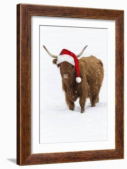 Scottish Highland Cow Standing on Snow-null-Framed Photographic Print