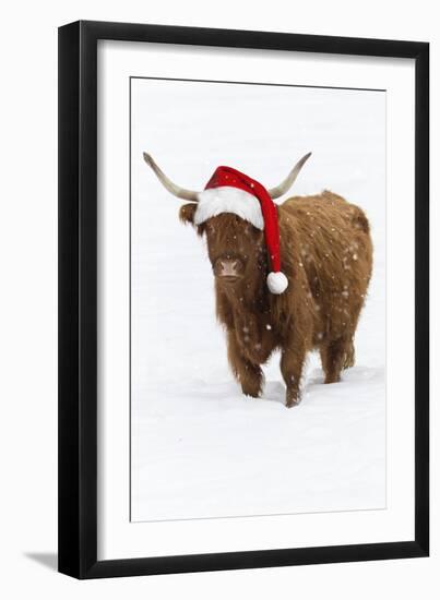 Scottish Highland Cow Standing on Snow-null-Framed Photographic Print