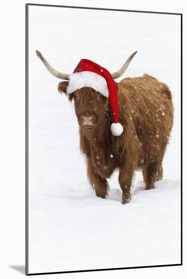 Scottish Highland Cow Standing on Snow-null-Mounted Photographic Print