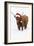 Scottish Highland Cow Standing on Snow-null-Framed Photographic Print