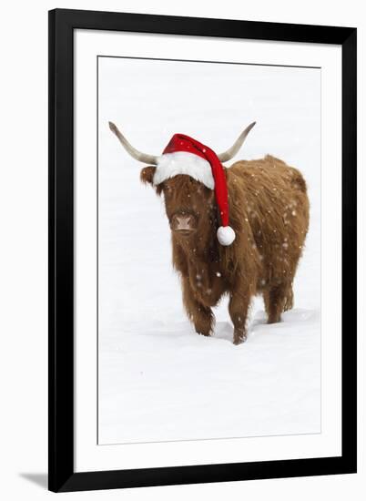 Scottish Highland Cow Standing on Snow-null-Framed Photographic Print