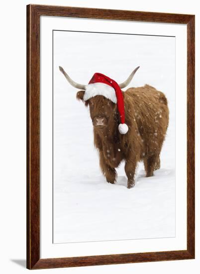 Scottish Highland Cow Standing on Snow-null-Framed Photographic Print