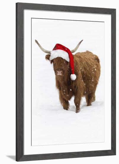 Scottish Highland Cow Standing on Snow-null-Framed Photographic Print