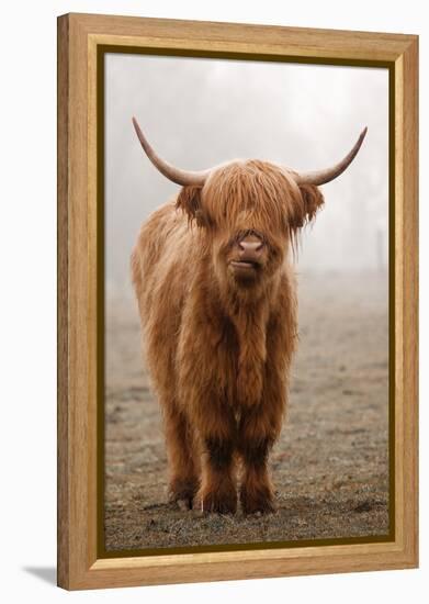 Scottish Highland Cow-Franz Peter Rudolf-Framed Premier Image Canvas