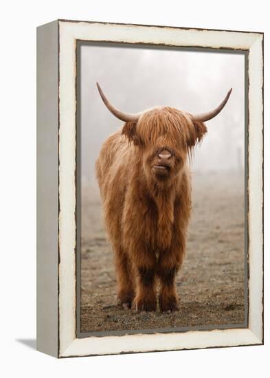 Scottish Highland Cow-Franz Peter Rudolf-Framed Premier Image Canvas