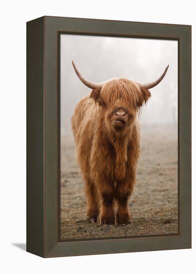 Scottish Highland Cow-Franz Peter Rudolf-Framed Premier Image Canvas