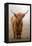 Scottish Highland Cow-Franz Peter Rudolf-Framed Premier Image Canvas