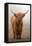 Scottish Highland Cow-Franz Peter Rudolf-Framed Premier Image Canvas