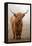 Scottish Highland Cow-Franz Peter Rudolf-Framed Premier Image Canvas