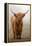 Scottish Highland Cow-Franz Peter Rudolf-Framed Premier Image Canvas