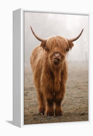 Scottish Highland Cow-Franz Peter Rudolf-Framed Premier Image Canvas