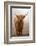 Scottish Highland Cow-Franz Peter Rudolf-Framed Photographic Print