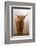 Scottish Highland Cow-Franz Peter Rudolf-Framed Photographic Print