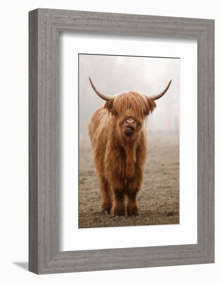 Scottish Highland Cow-Franz Peter Rudolf-Framed Photographic Print