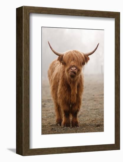 Scottish Highland Cow-Franz Peter Rudolf-Framed Photographic Print