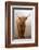 Scottish Highland Cow-Franz Peter Rudolf-Framed Photographic Print