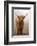 Scottish Highland Cow-Franz Peter Rudolf-Framed Photographic Print