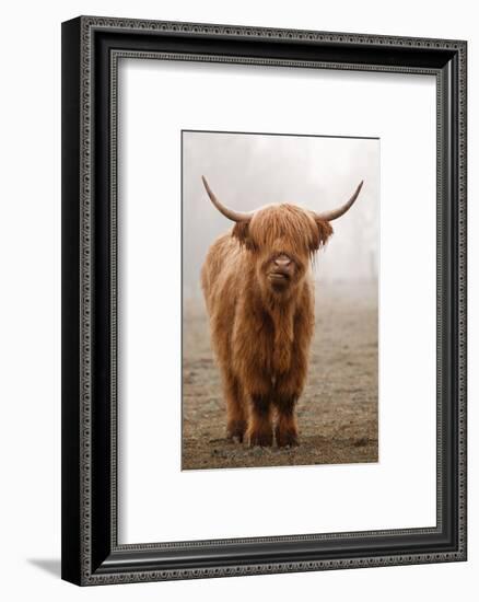 Scottish Highland Cow-Franz Peter Rudolf-Framed Photographic Print