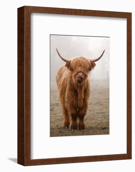 Scottish Highland Cow-Franz Peter Rudolf-Framed Photographic Print