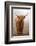 Scottish Highland Cow-Franz Peter Rudolf-Framed Photographic Print