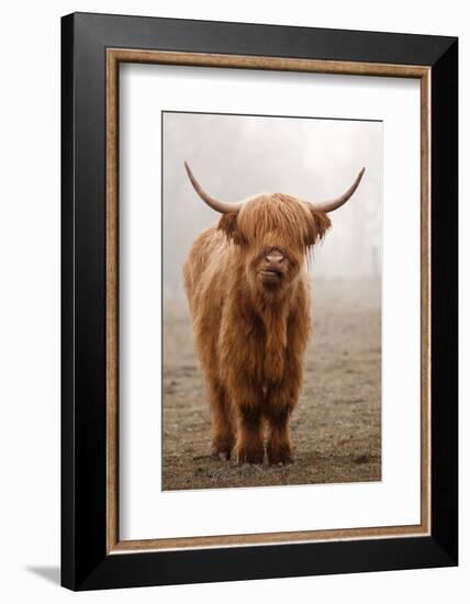 Scottish Highland Cow-Franz Peter Rudolf-Framed Photographic Print