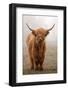 Scottish Highland Cow-Franz Peter Rudolf-Framed Photographic Print
