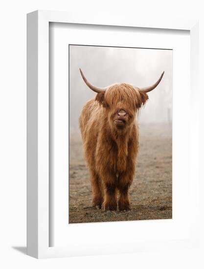 Scottish Highland Cow-Franz Peter Rudolf-Framed Photographic Print