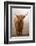 Scottish Highland Cow-Franz Peter Rudolf-Framed Photographic Print