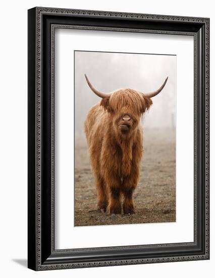 Scottish Highland Cow-Franz Peter Rudolf-Framed Photographic Print