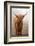 Scottish Highland Cow-Franz Peter Rudolf-Framed Photographic Print