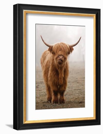 Scottish Highland Cow-Franz Peter Rudolf-Framed Photographic Print