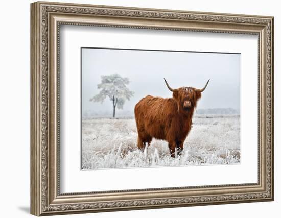 Scottish Highlander in a Natural Winter Landscape.-Defotoberg-Framed Photographic Print