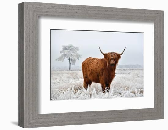 Scottish Highlander in a Natural Winter Landscape.-Defotoberg-Framed Photographic Print