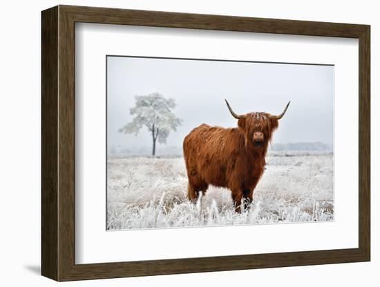 Scottish Highlander in a Natural Winter Landscape.-Defotoberg-Framed Photographic Print