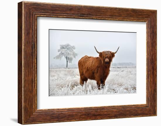 Scottish Highlander in a Natural Winter Landscape.-Defotoberg-Framed Photographic Print