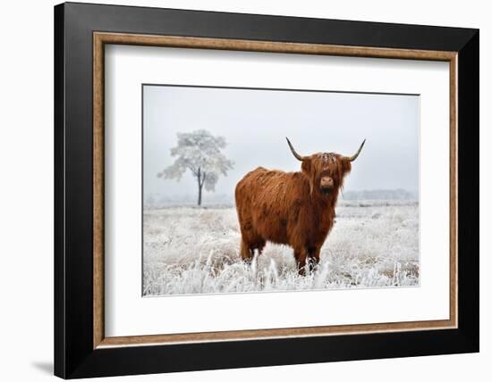 Scottish Highlander in a Natural Winter Landscape.-Defotoberg-Framed Photographic Print