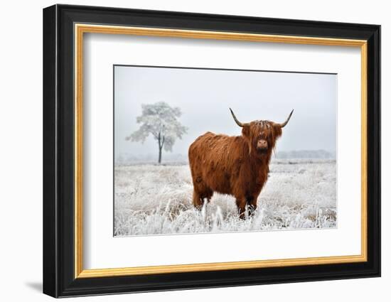 Scottish Highlander in a Natural Winter Landscape.-Defotoberg-Framed Photographic Print